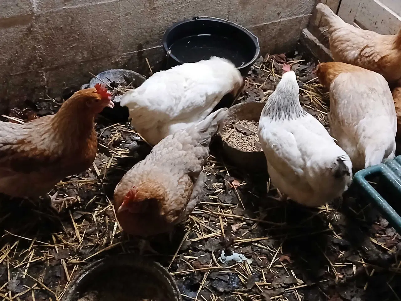 Billede 2 -  hønekylling er lige startet med æglægning.  75 kr