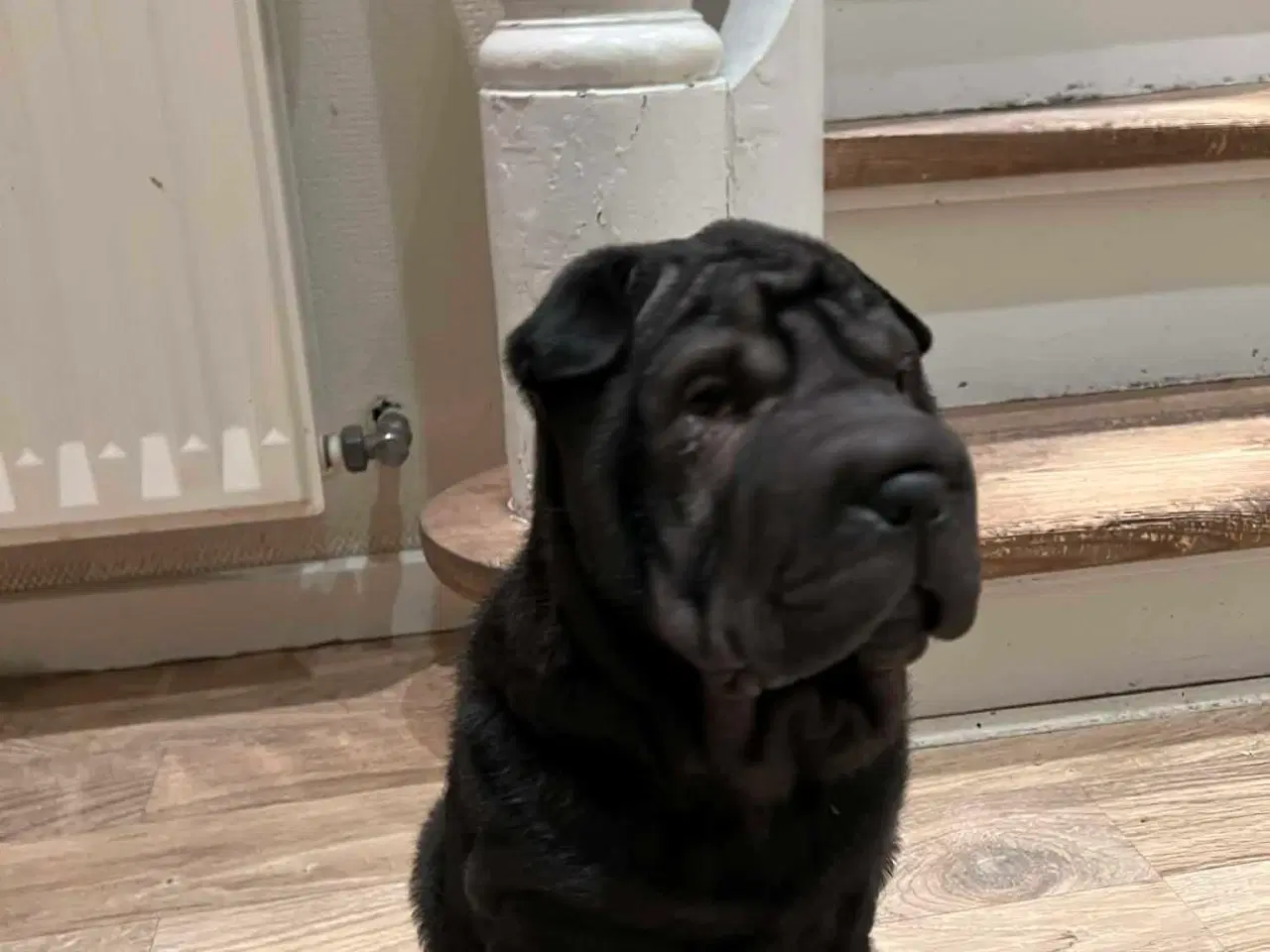 Billede 3 - Shar Pei