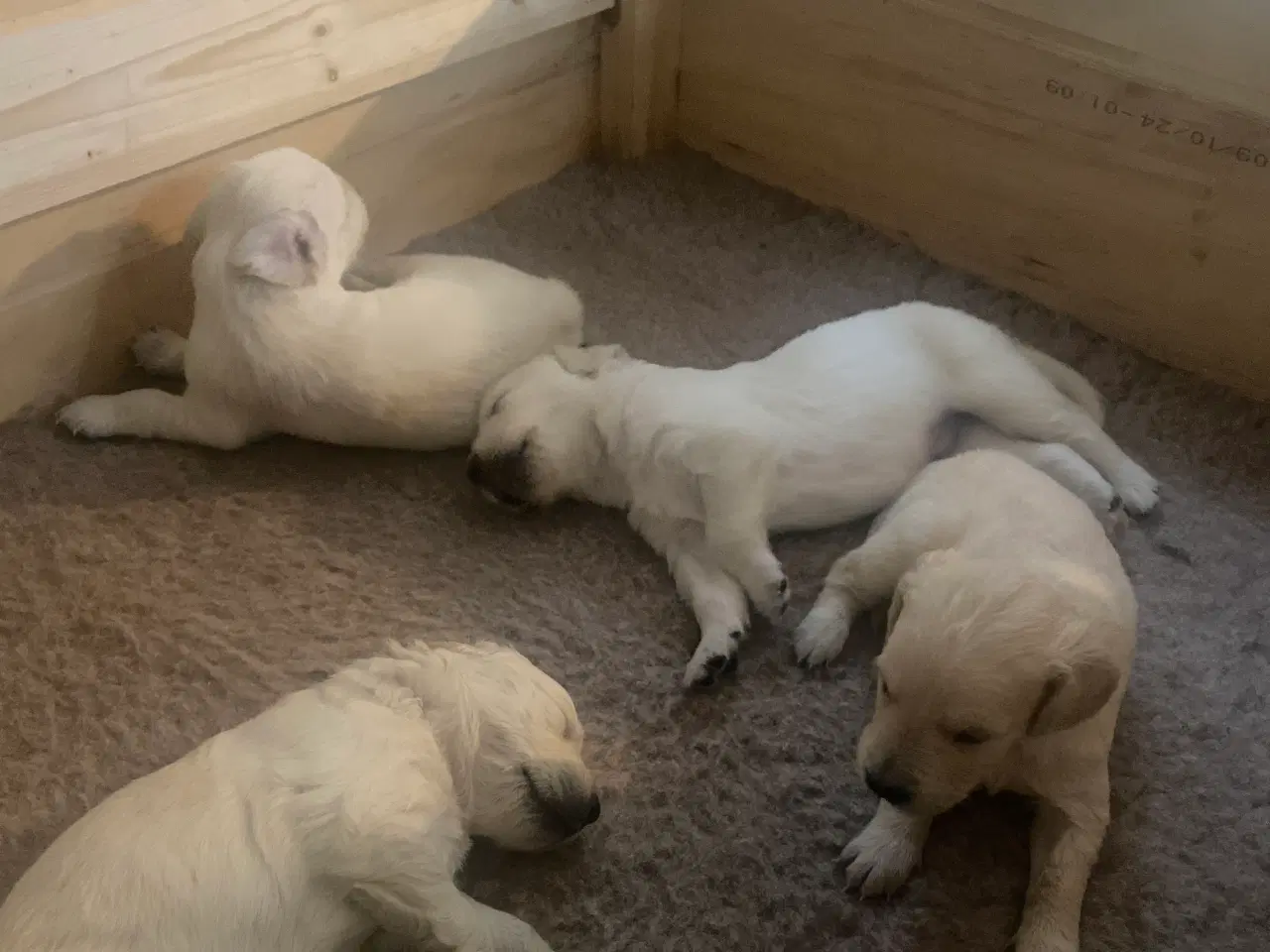 Billede 1 - Golden Retriever hvalpe