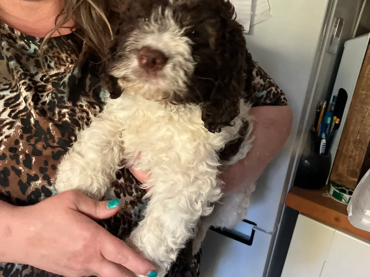 Billede 4 - Lagotto Romagnolo/ Kleiner Münsterländer 