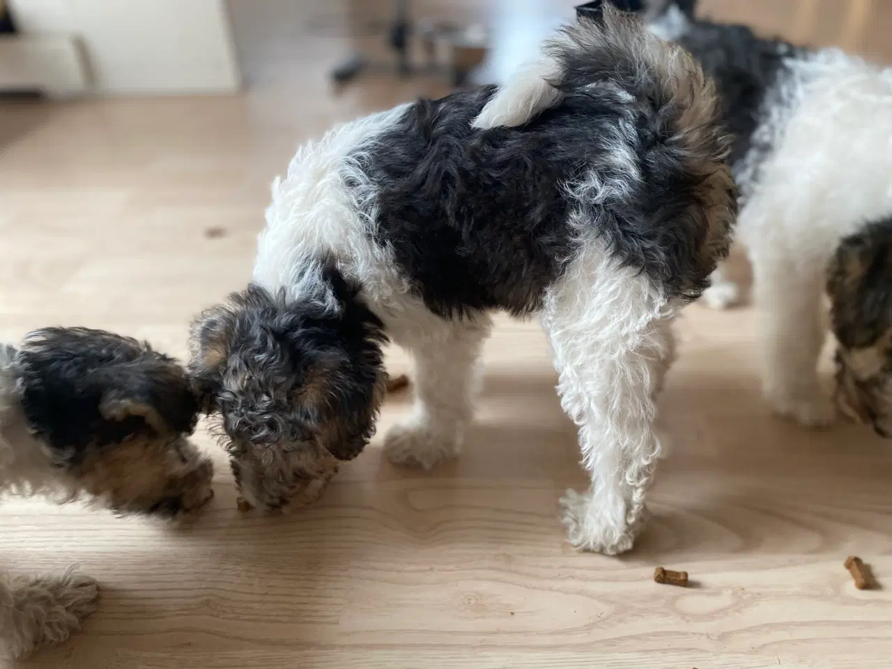 Billede 2 - Ruhåret fox terrier 