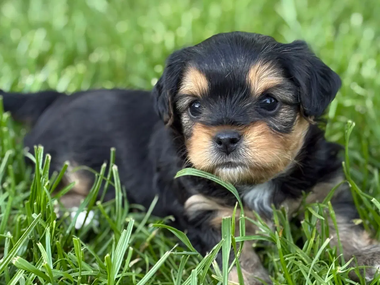 Billede 4 - Cavalier/Bichon Blanding 