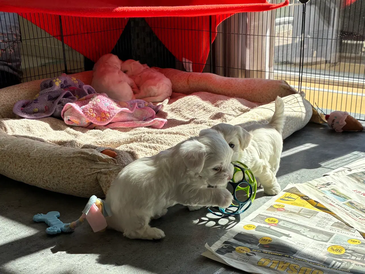 Billede 5 - Bichon maltesere 