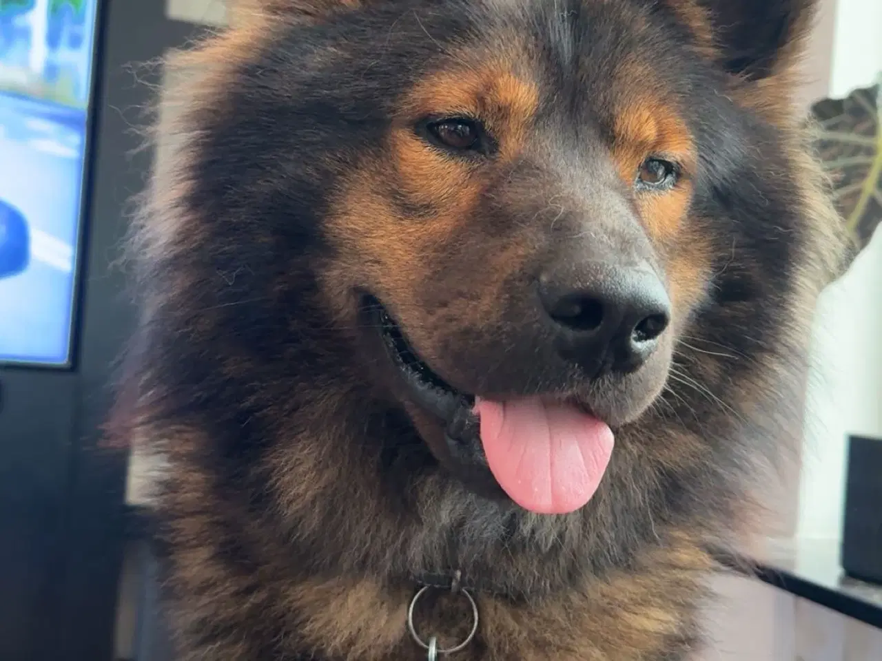 Billede 12 - Eurasier Hunde avl/parring 