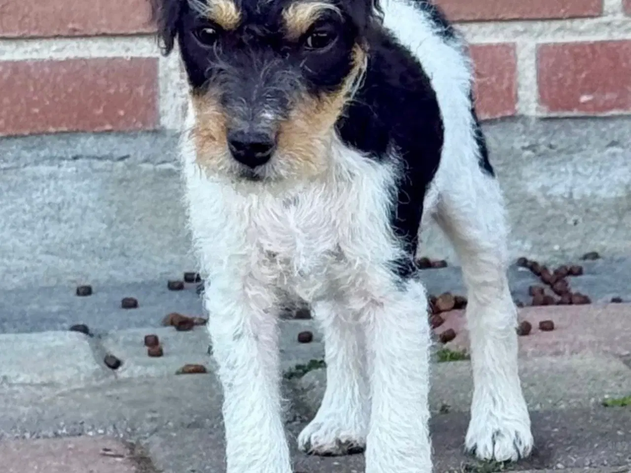 Billede 4 - Jack Russel sælges 
