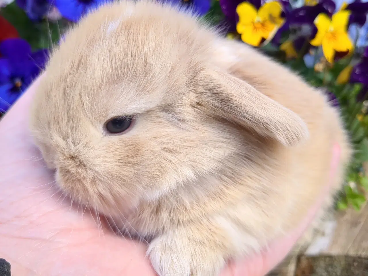 Billede 18 - Minilop kaninunger sælges 