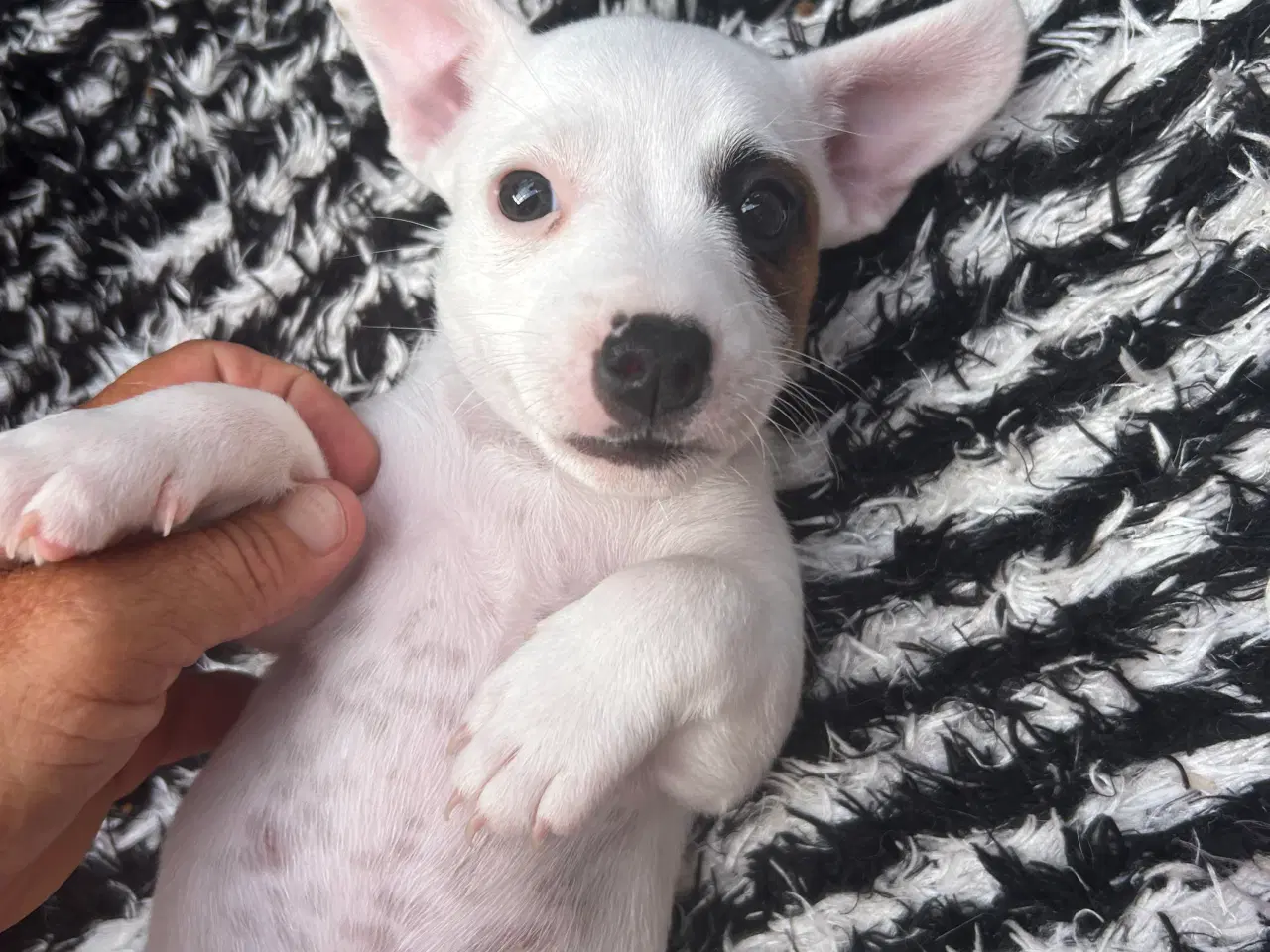 Billede 3 - Hund
