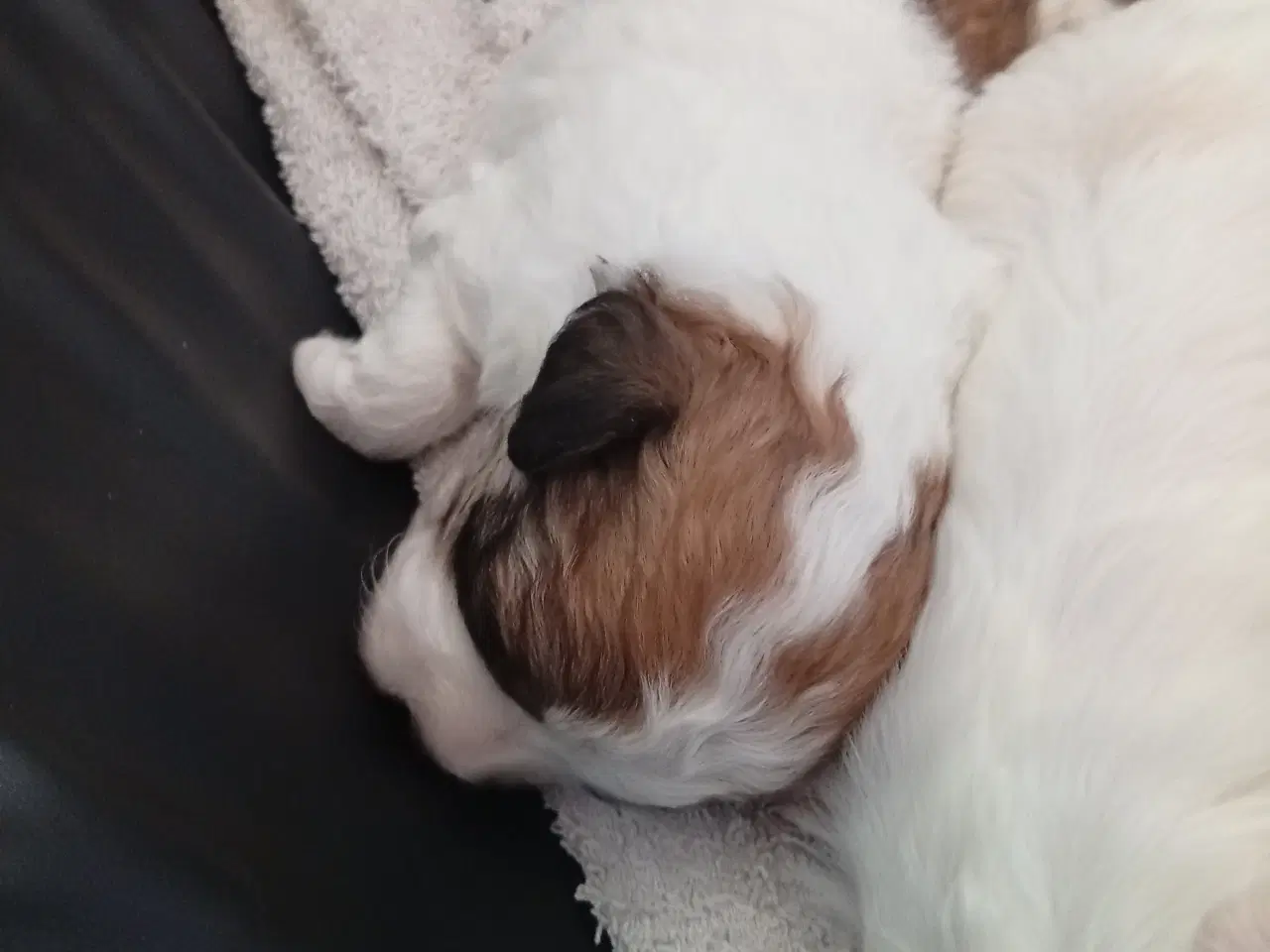 Billede 7 - bichon hvalpe soger nye hjem