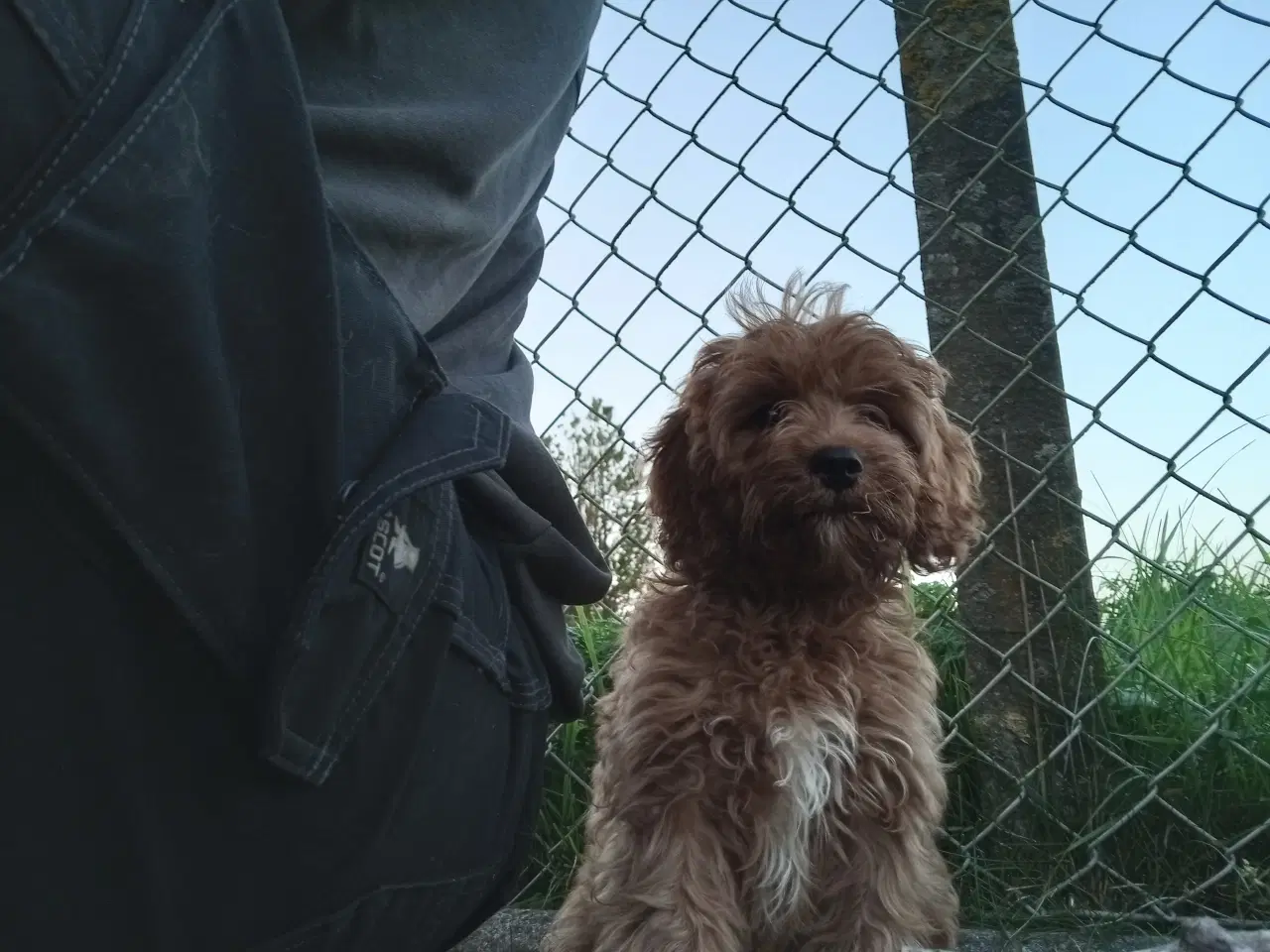 Billede 4 - cavapoo blanding