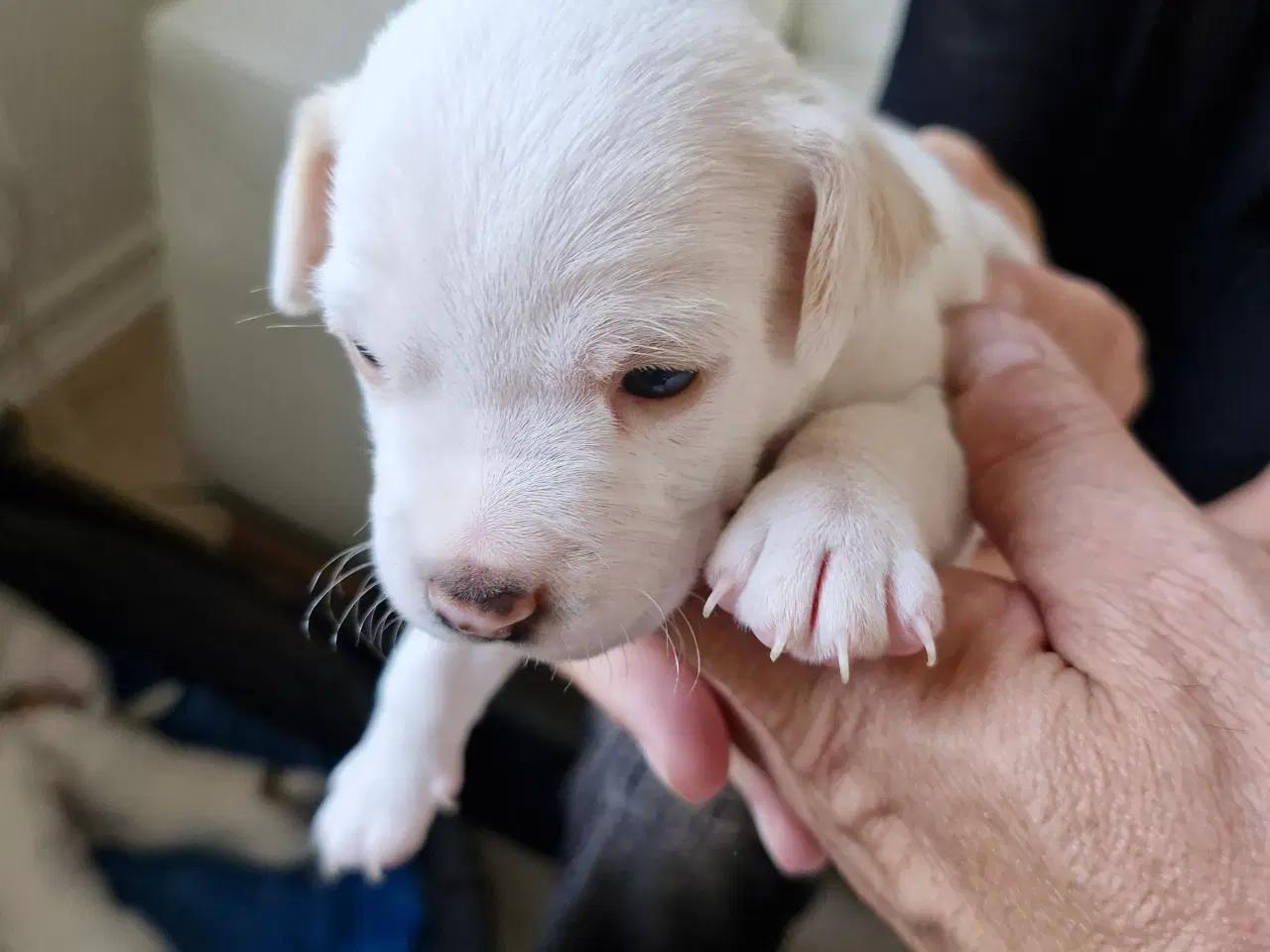 Billede 14 - Dansk svensk gårdhunde hvalpe 