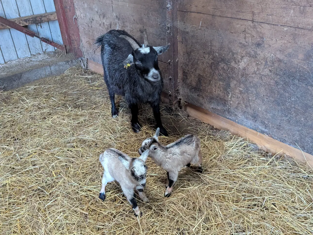 Billede 2 - Dværg geder 