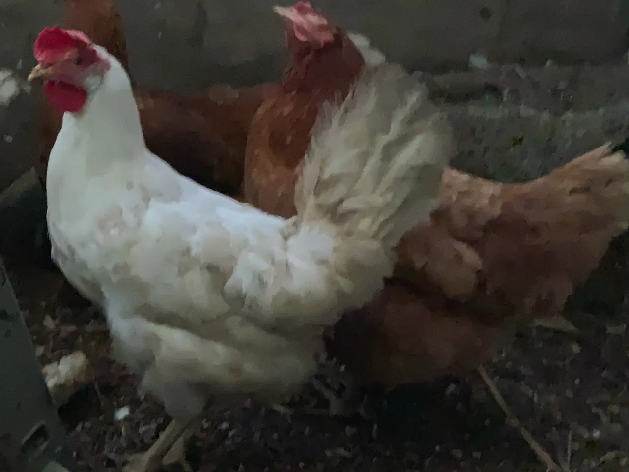 Billede 10 - Rugeæg blandet racer. 🐔❤️af høns