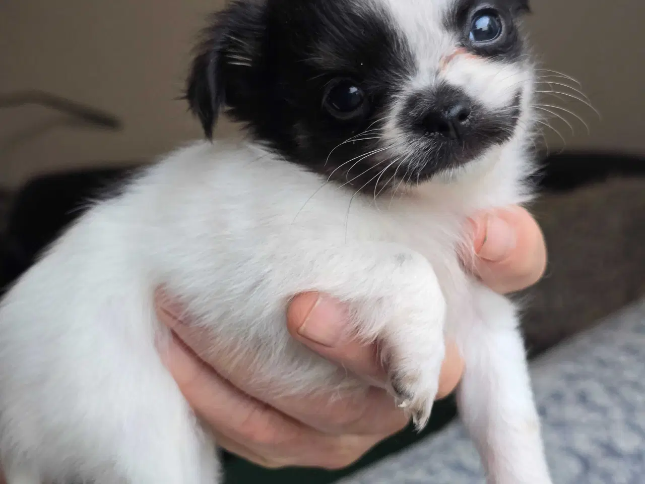 Billede 2 - Chihuahua hvalpe langhåret tæver. 2 stk