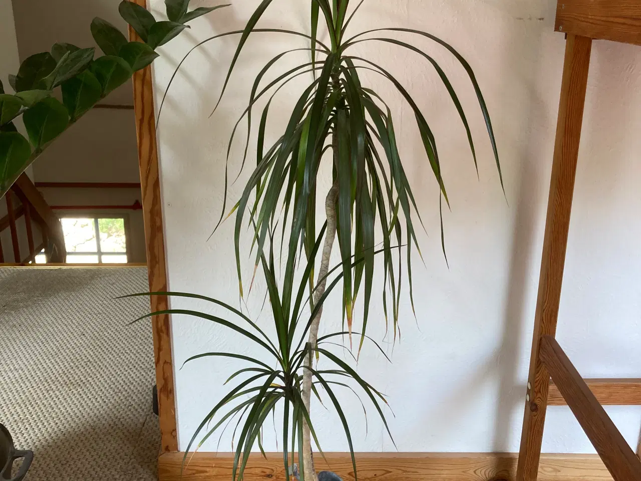 Billede 1 - Dracaena