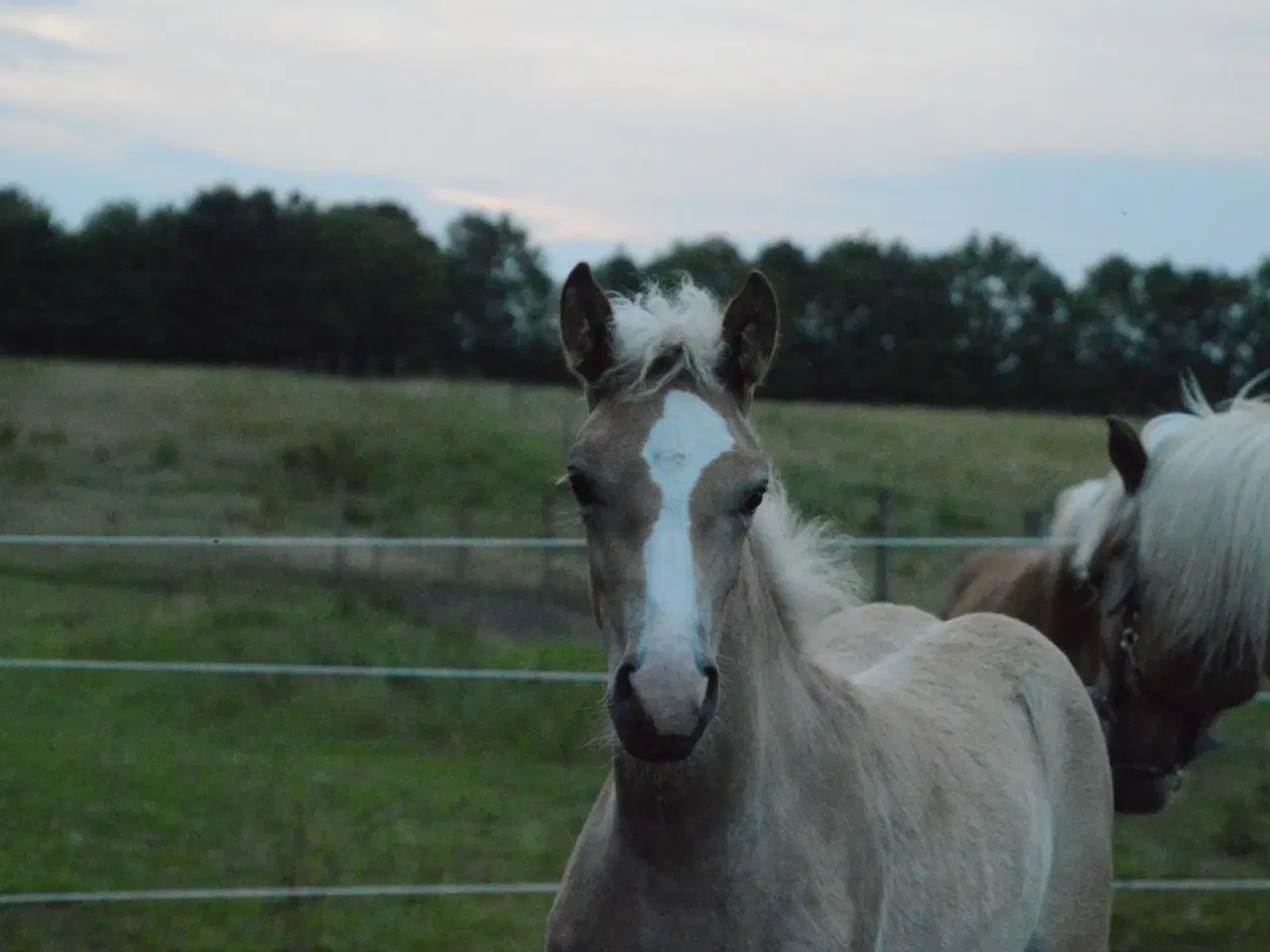 Billede 2 - Haflinger føl til salg