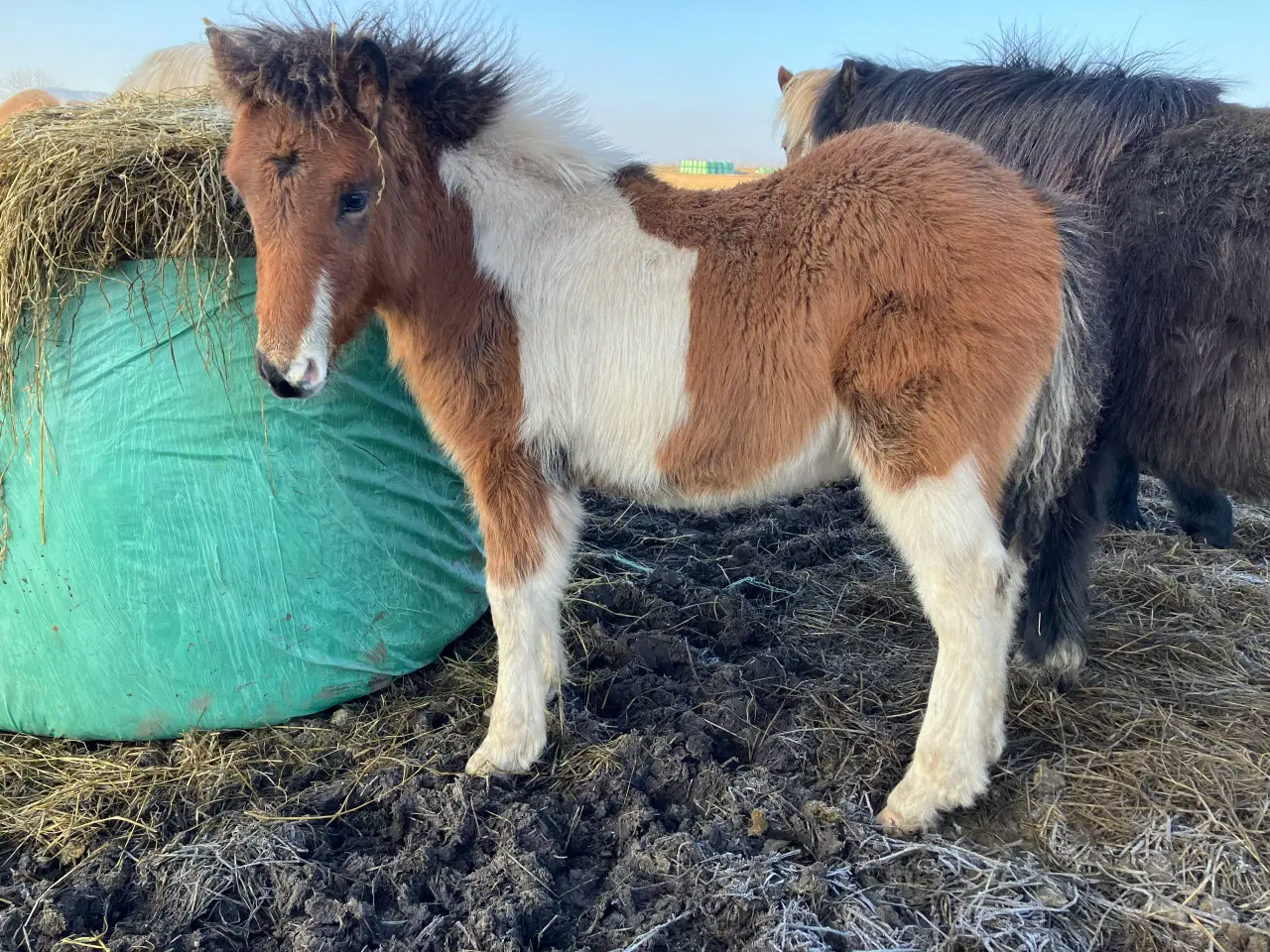 Billede 1 - Ponyhingst fra august 2025