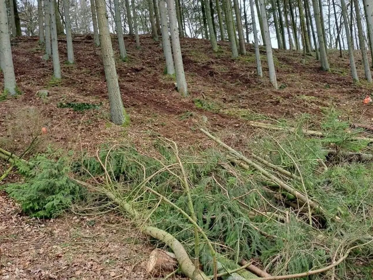 Billede 1 - Skovningsprojekter søges 