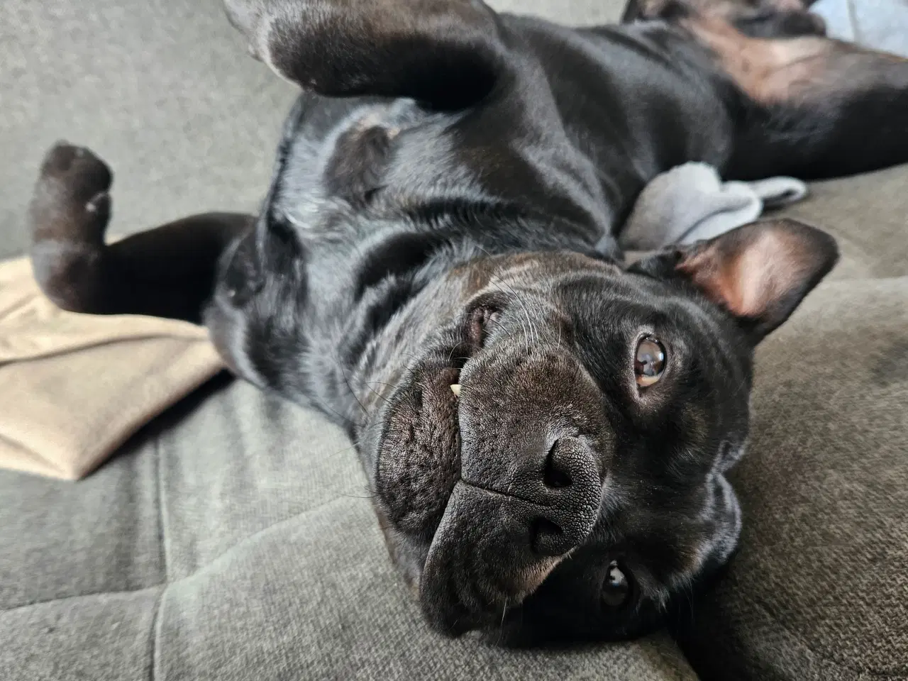 Billede 3 - Staffi til parring🩵