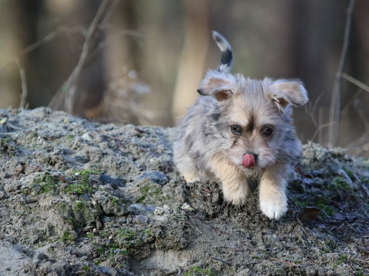 Billede 15 - Bichon havanais x cavalier king charles spaniel