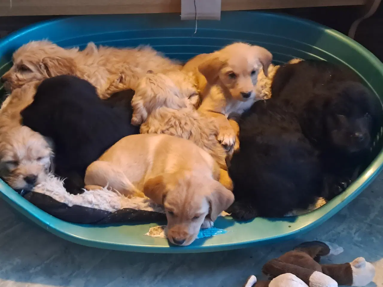 Billede 1 - De sødeste skønneste blandingshvalpe