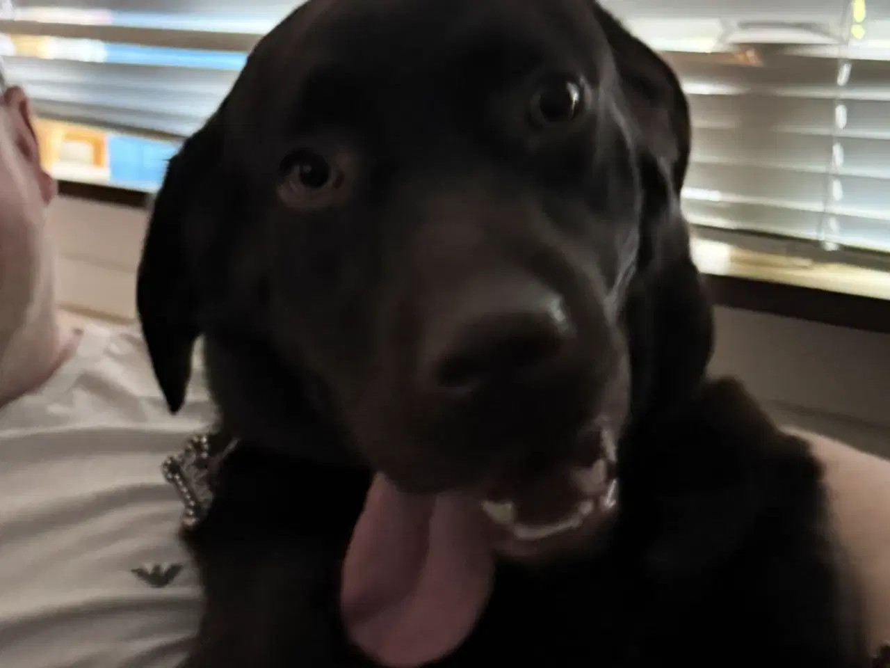 Billede 5 - Brun labrador 