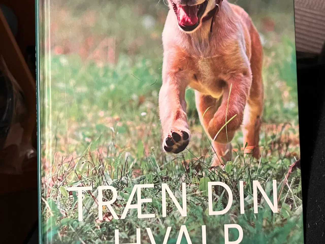 Billede 10 - Hundetræning, adfærd og viden om hunde