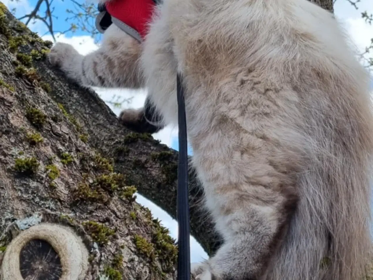 Billede 9 - Hellig birma/ragdoll blandinger