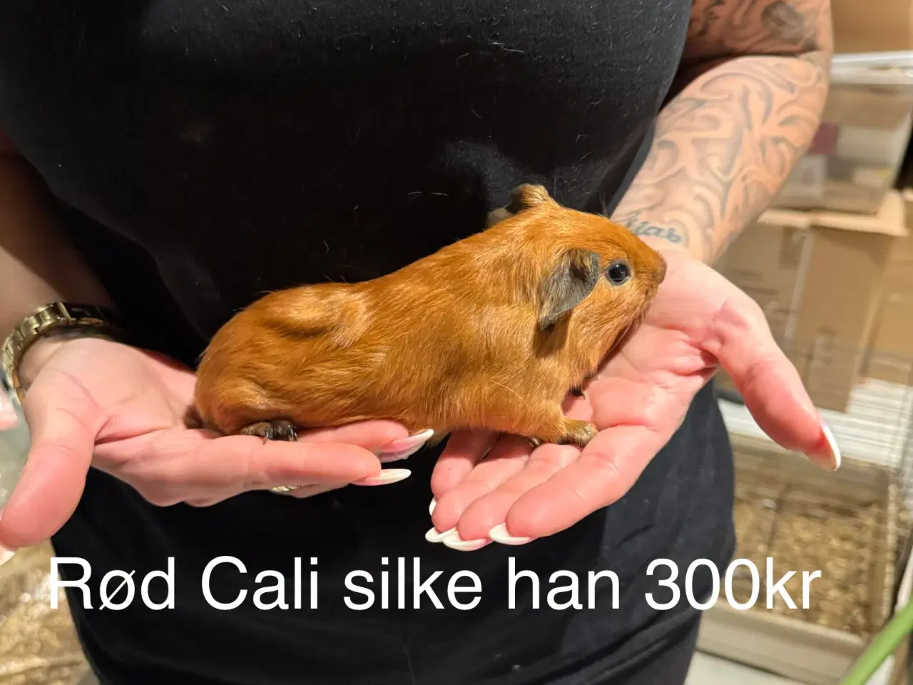 Billede 3 - Marsvin han unger