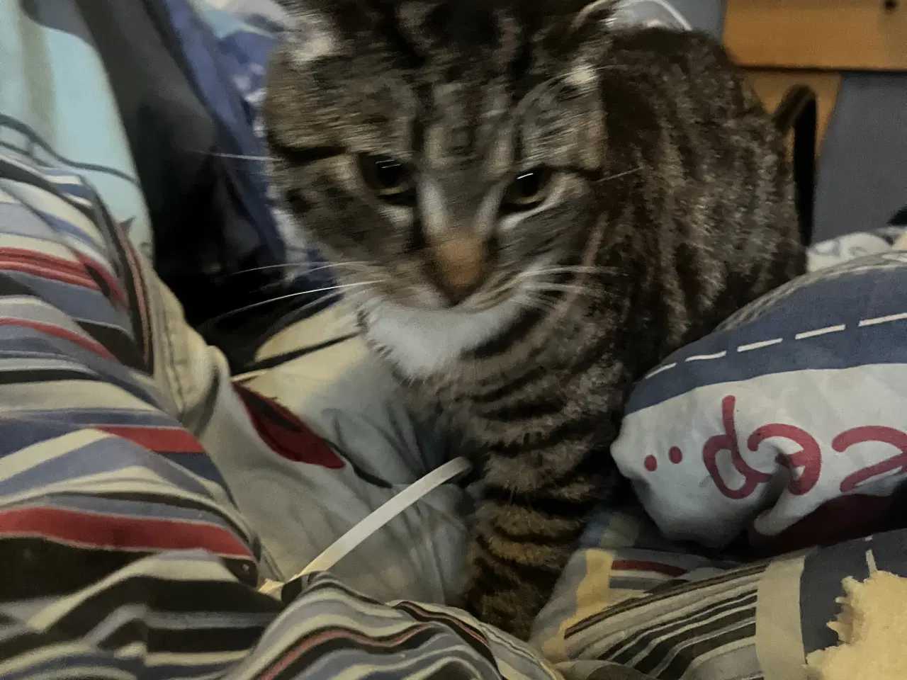 Billede 10 - 2 kuld , Indendørskillinger-afdrag muligt