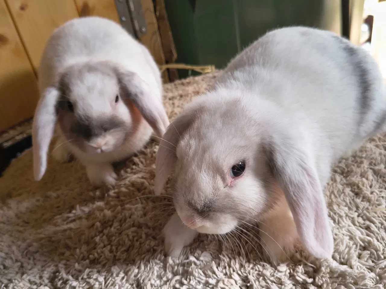 Billede 4 - Siameser unger 10 uger 