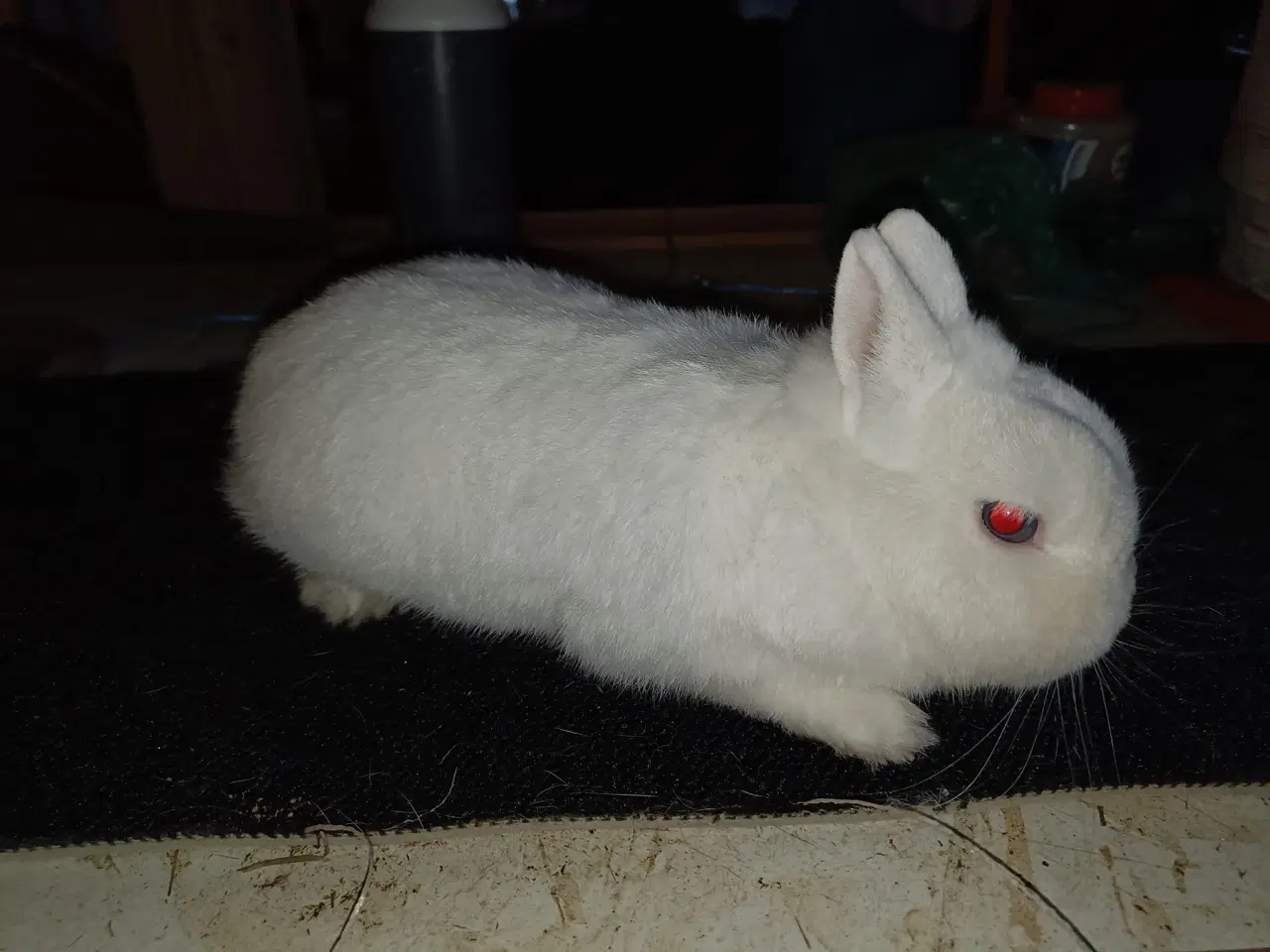 Billede 3 - Hvide Hermelin Kaniner med Blå Øjne - Flere aldre
