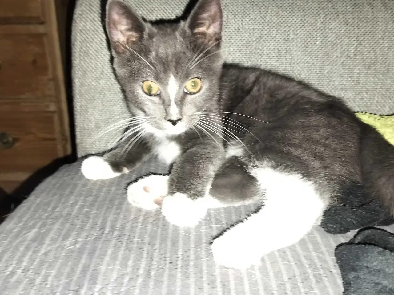 Billede 2 - Lille sød hankat