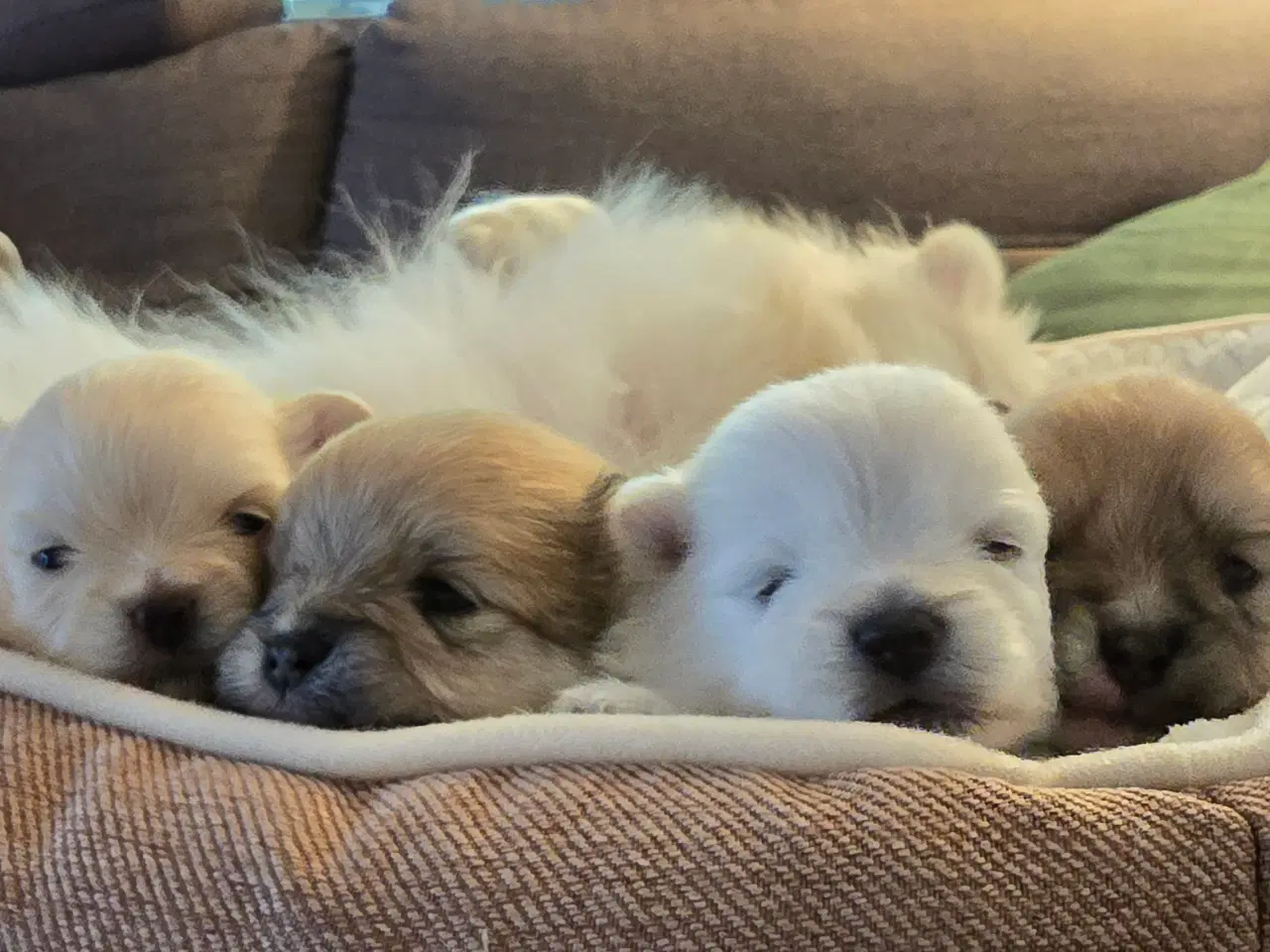 Billede 11 - Pomeranian hvalpe , 4 søde drenge. 