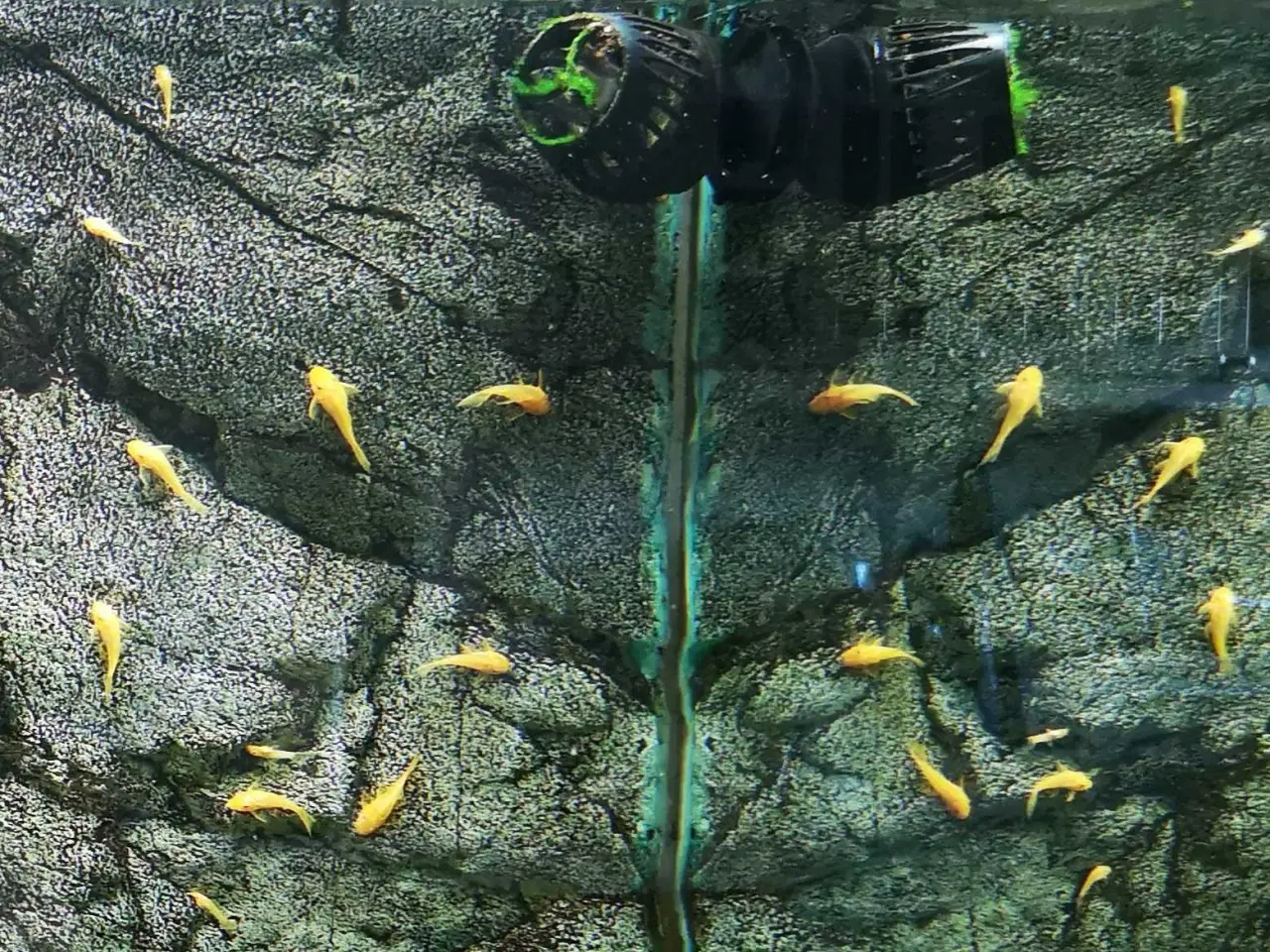 Billede 2 - Skønne L144 malleunger