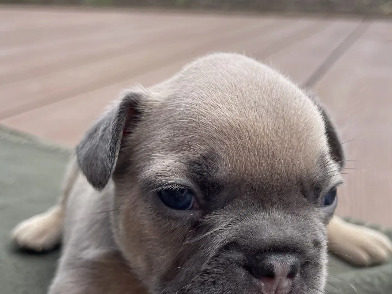 Billede 14 - Fransk bulldog hvalpe
