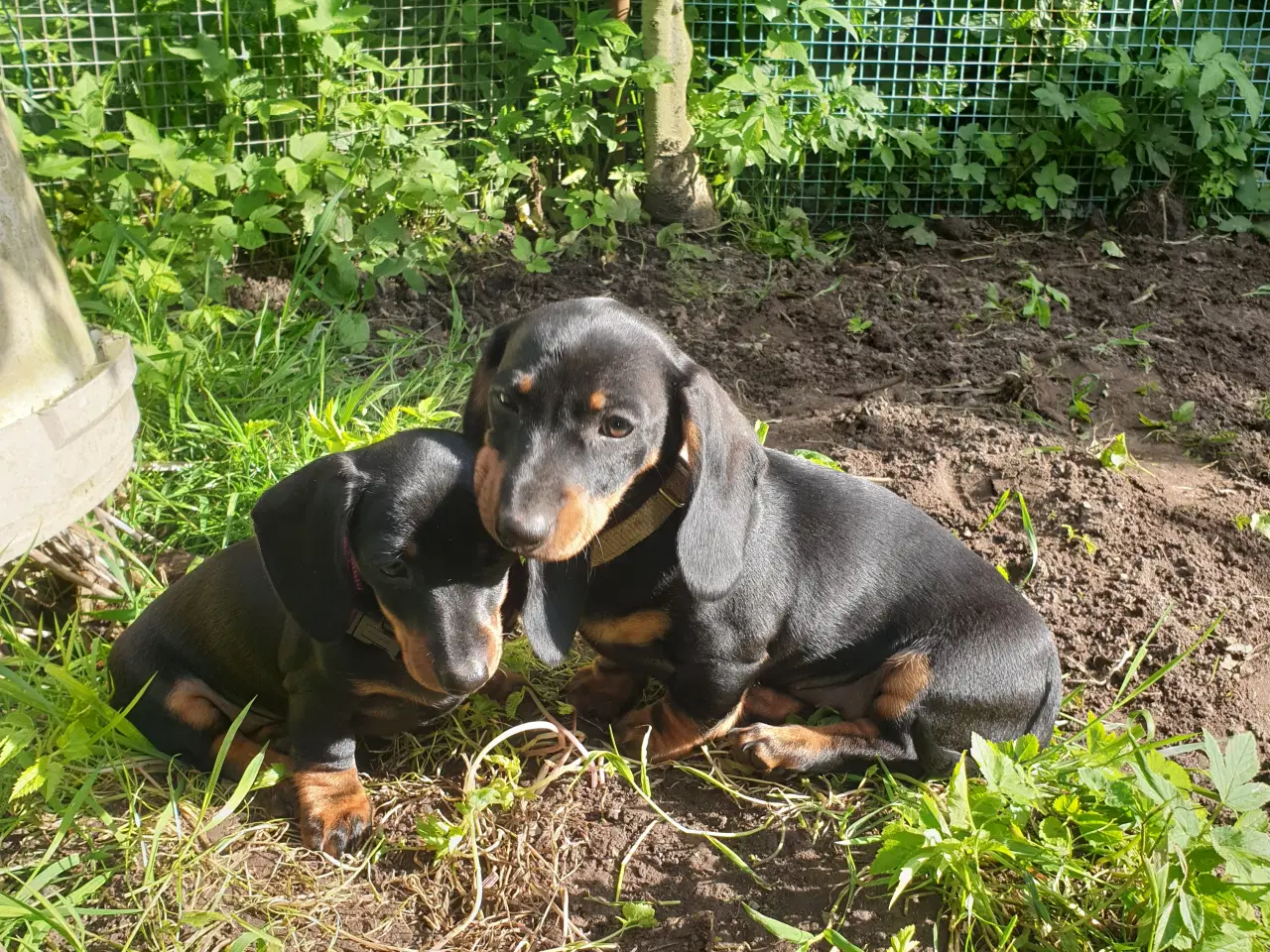 Billede 4 - Dværg gravhunde hvalpe 