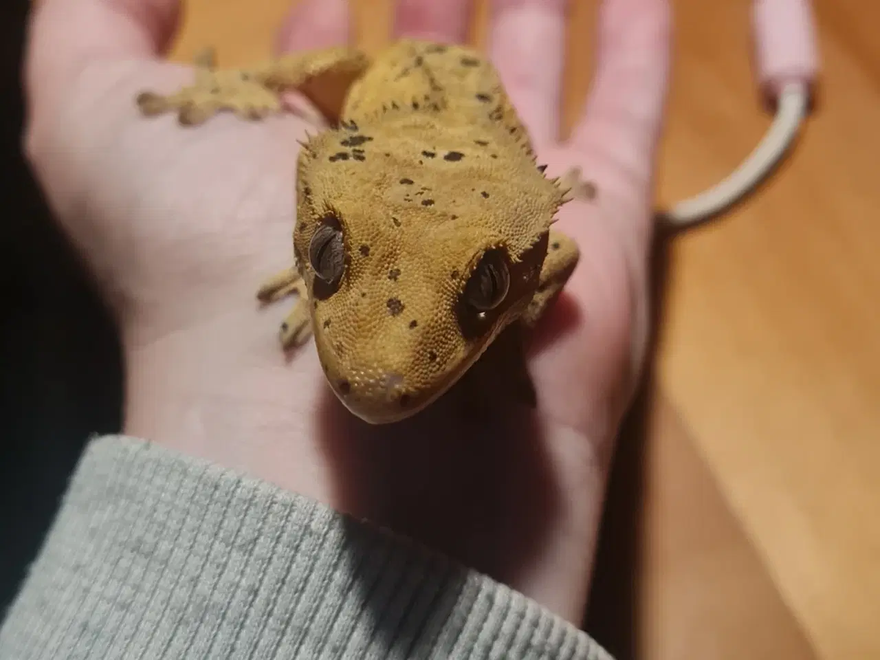 Billede 5 - Kronegekko med terrarie