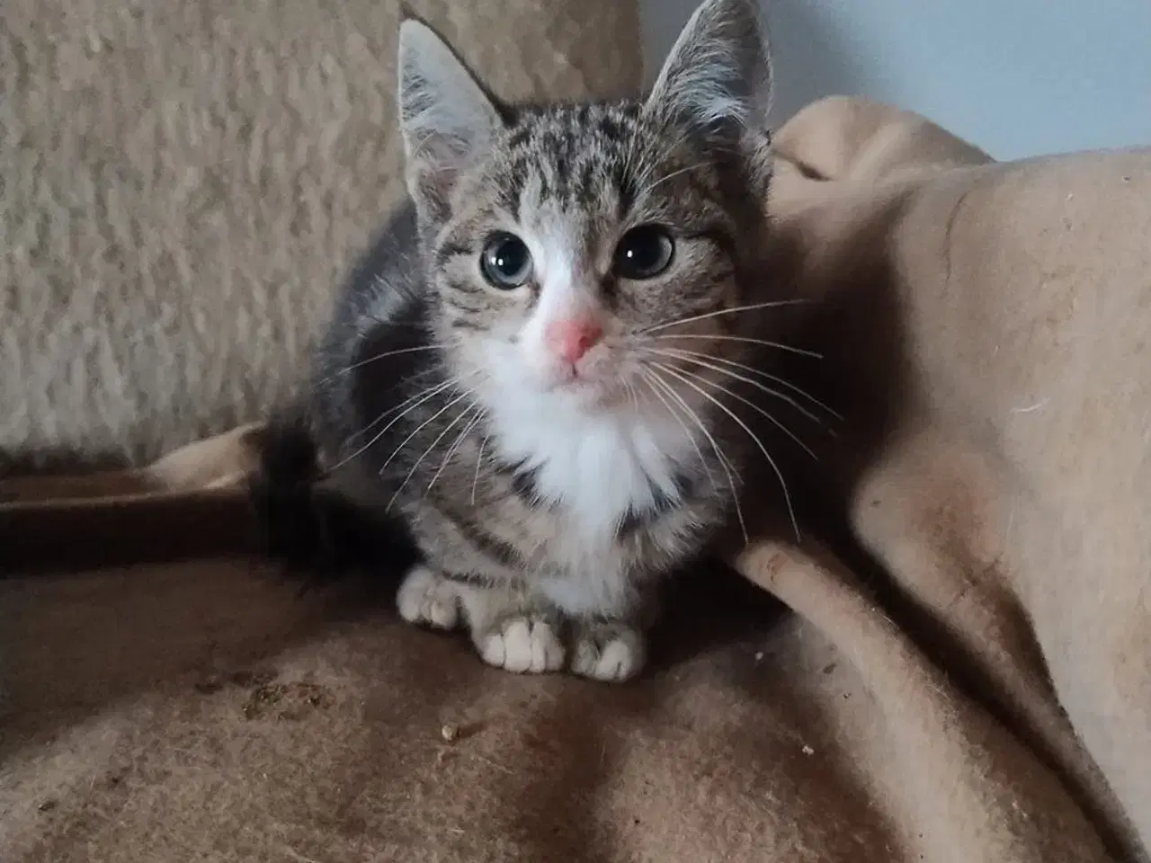 Billede 1 - Dværgkattekillinger søger nyt hjem. 