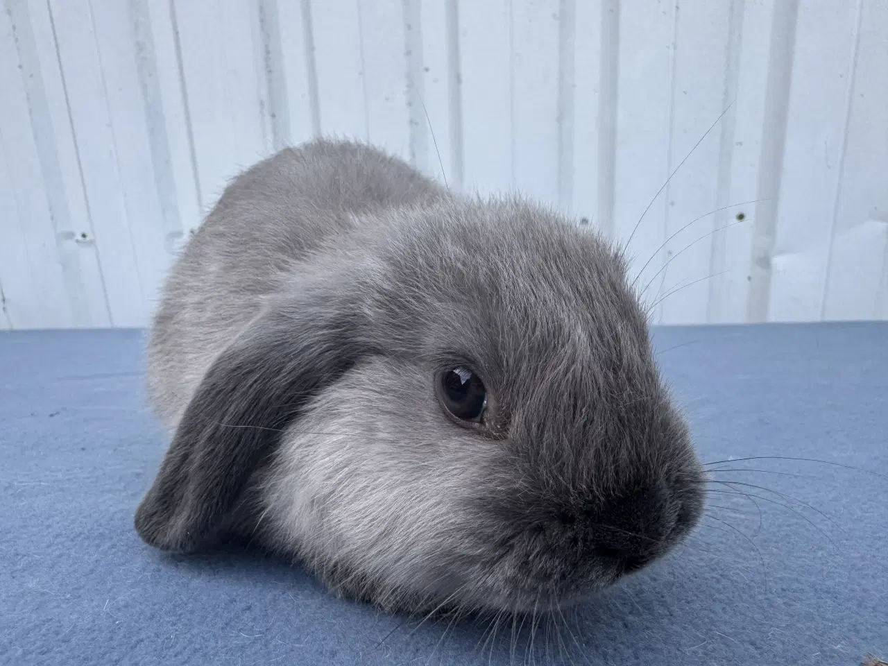 Billede 6 - 6 salgsklare Dværgvædder Hunkaniner 🐰