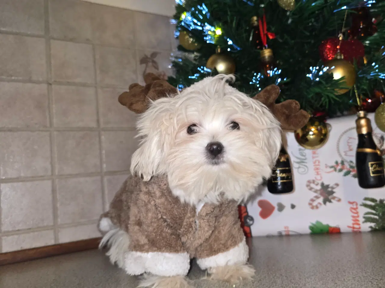 Billede 9 - Malteser hvalpe søger nye hjem ❤️