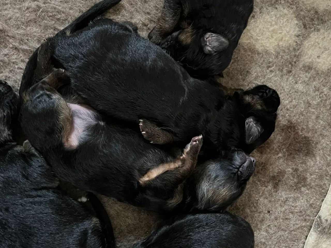 Billede 3 - 4 uger gamle ægte langhåret schæferhvalpe sælges, 