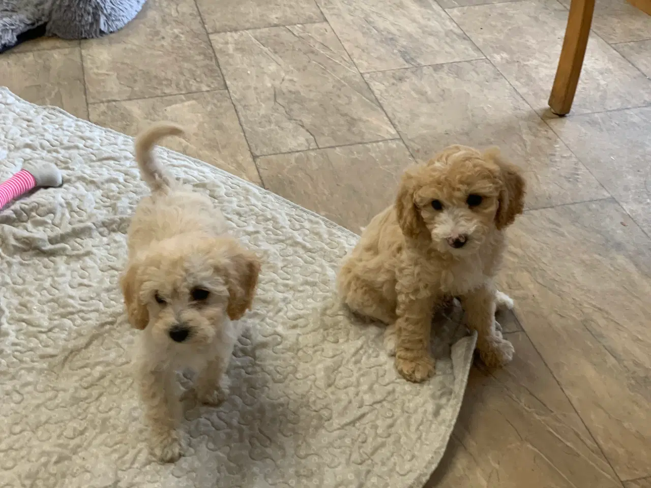Billede 8 - Maltipoo babyer er rejse klar nu 