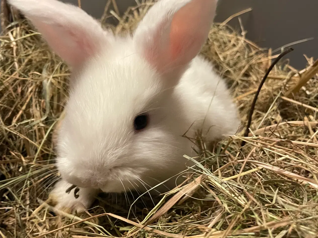 Billede 5 - Kaniner 