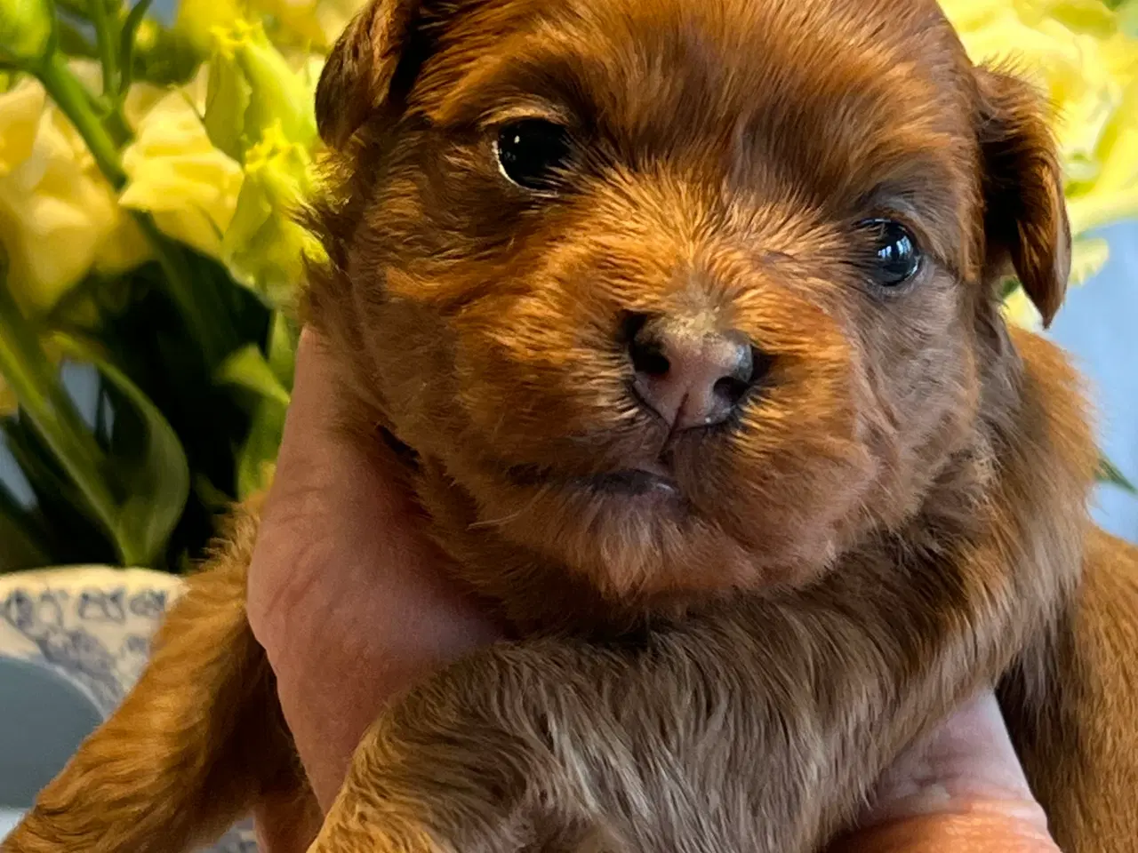 Billede 3 - Smukke Rød Zobel Havanais 