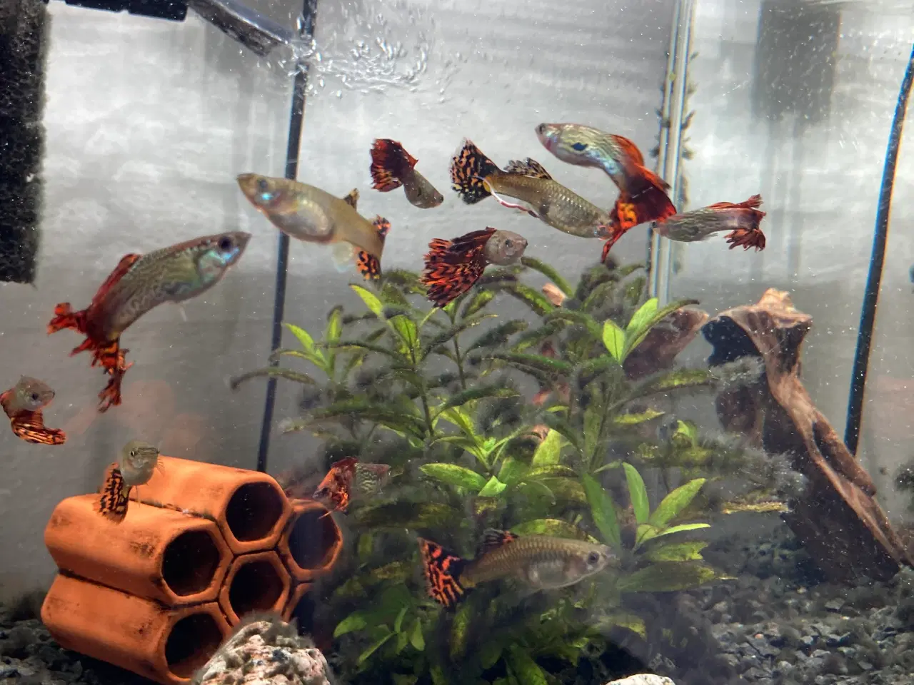Billede 6 - Akvarium 30 Liter