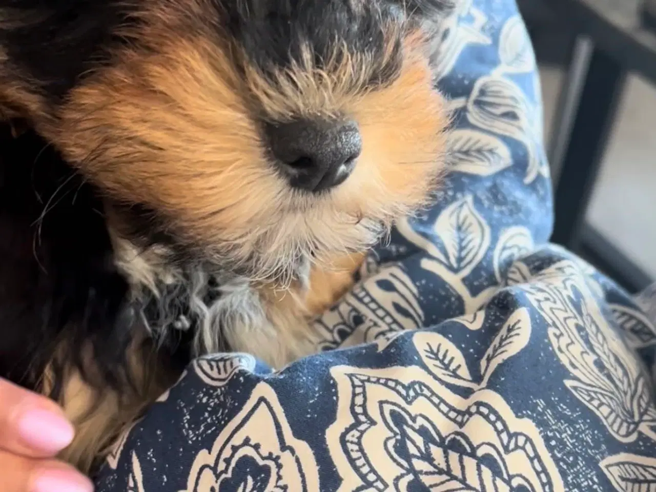 Billede 3 - Havapoo hvalp på 3 måneder søger kærligt hjem 🐶