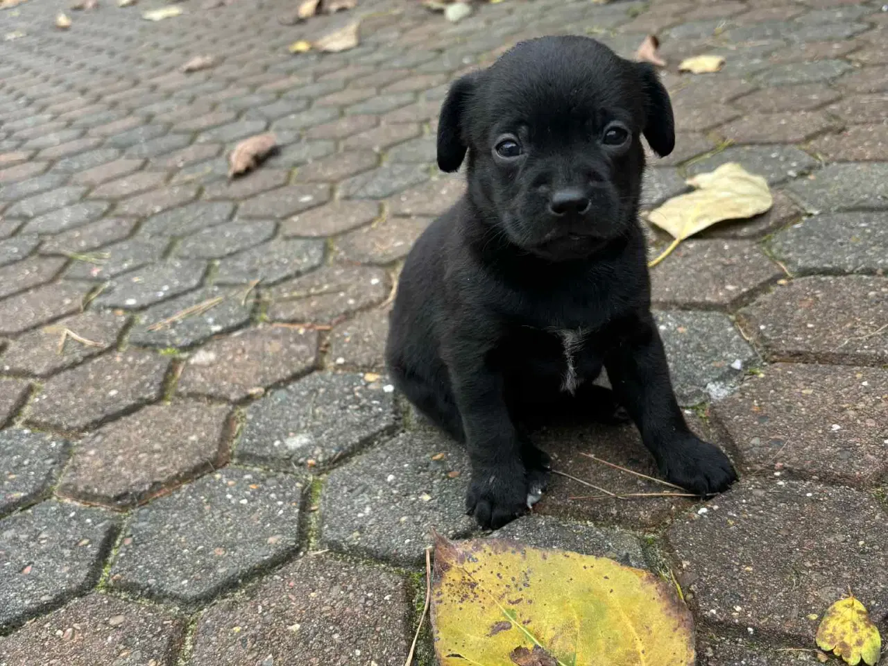 Billede 4 - Dansk-Svensk gårdhund blanding
