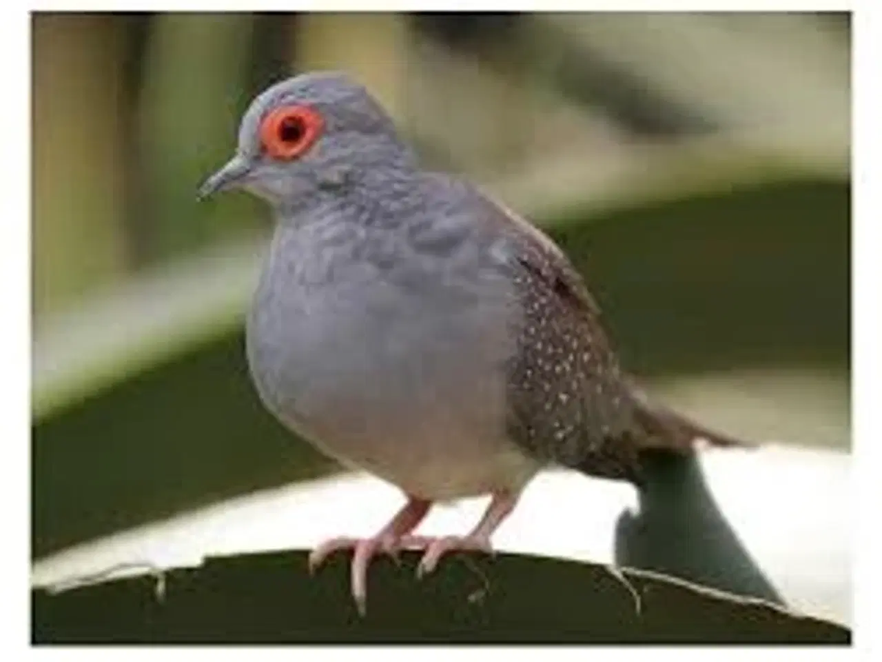 Billede 3 - Købes Finker