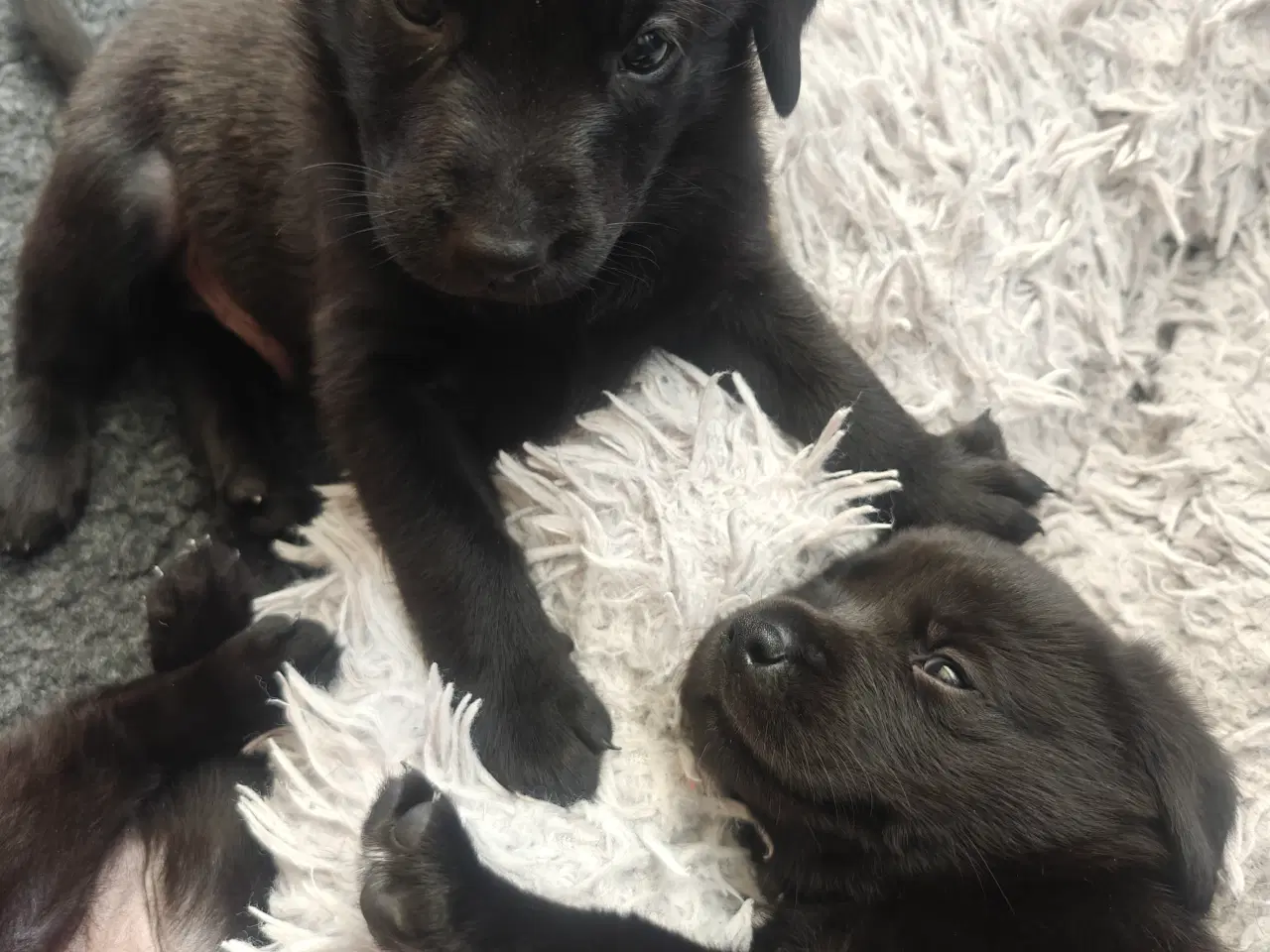 Billede 2 - Labrador formel 1 