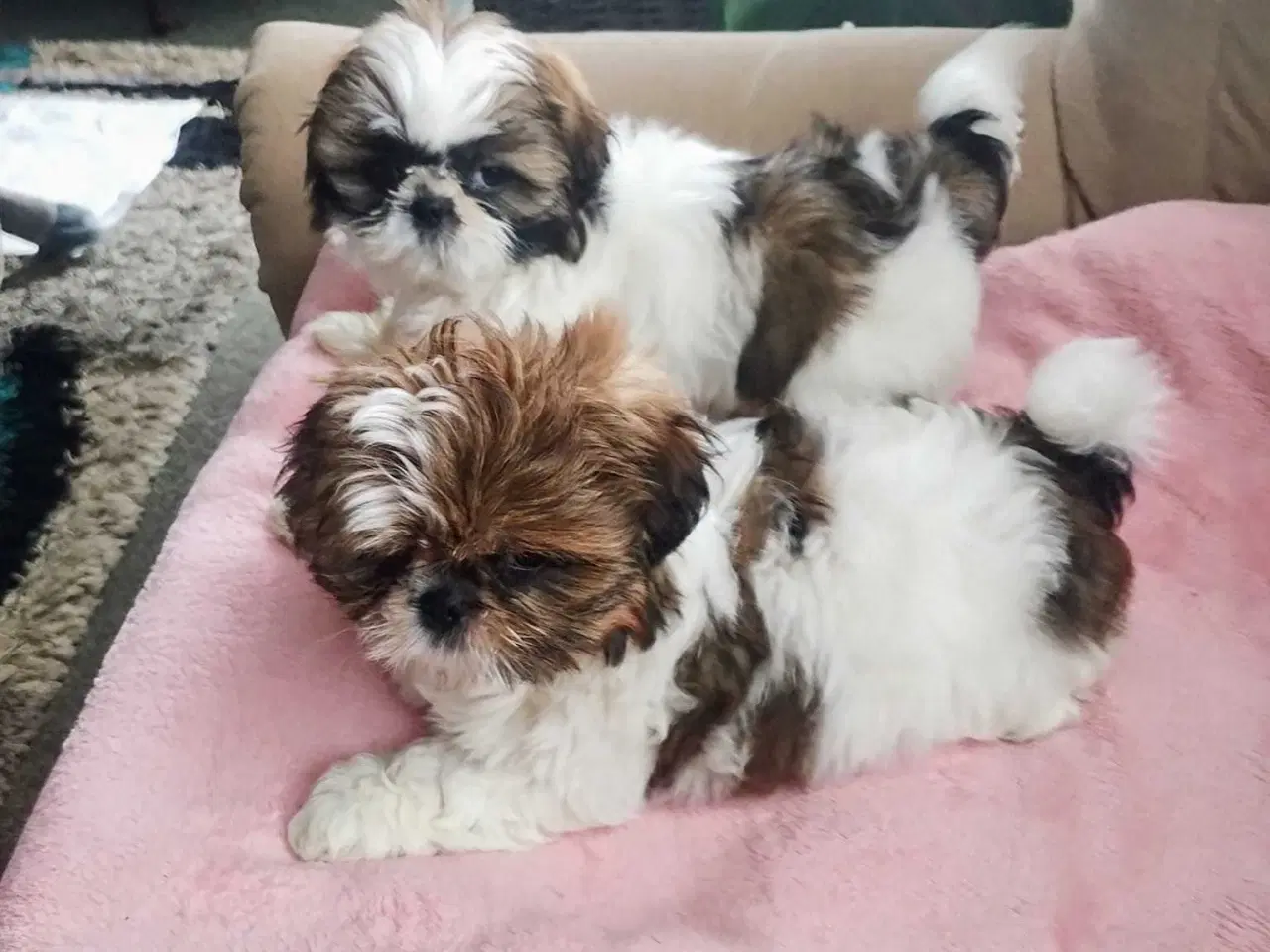 Billede 4 - Tu vidunderlige Shih Tzu